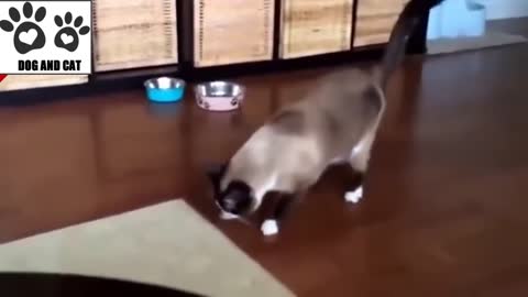 10 More Stupid Cats