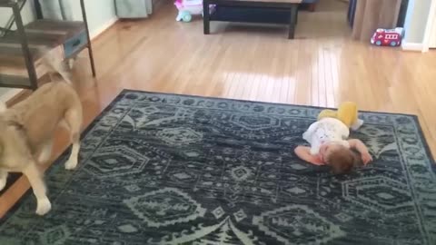 Funny Babies Playing with Dogs