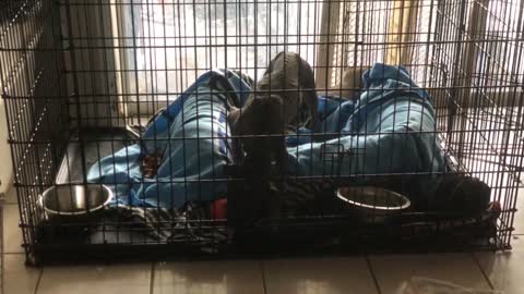 Cyborg got up for his toy!