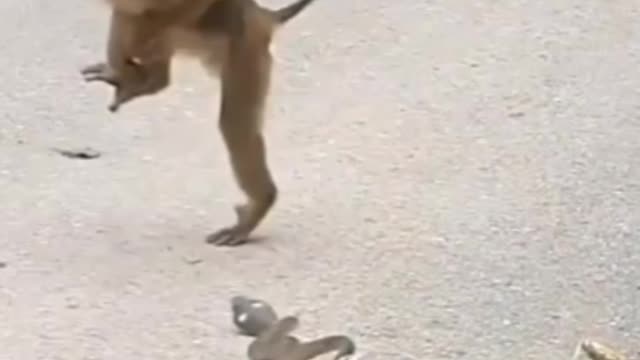 Funny monkey video 🐒🐒🐒 2022