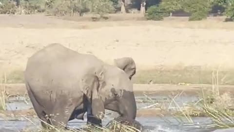 An elephant has been eaten by a big crocodile