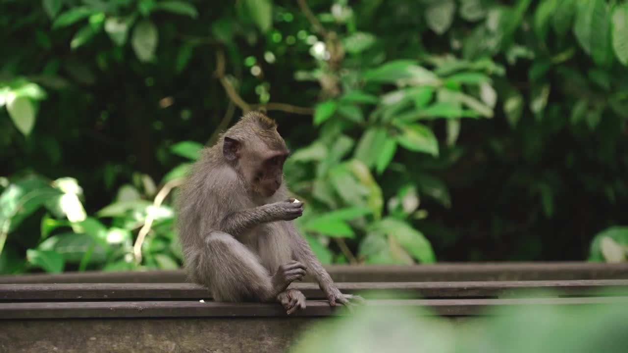 Funny monkeys will make you laugh hard - Funny and cute compilation - Must watch!