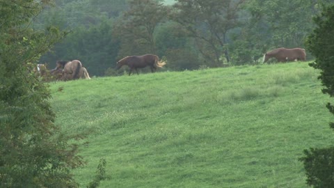 Horses On Scenic Country Hillside