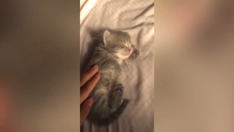 Viral TikTok Despierta a su gatito para que ‘vaya al colegio’ y reacción se viraliza