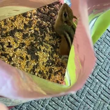 Chipmunk caught inside bird seed bag stealing all the food