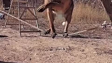 Technology is a dog