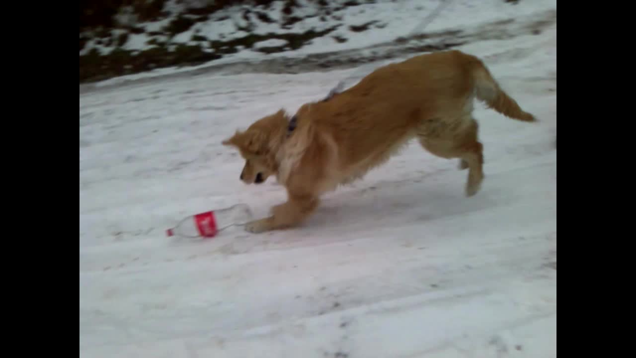 Golden Retriever adorably plays in the snow