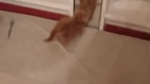 See what the cat did when it saw its own image in the mirror