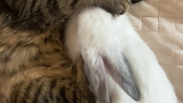 cats Sleeping Underneath The Bed Sheet