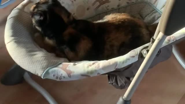 Cat Relaxes in a Child's Swing