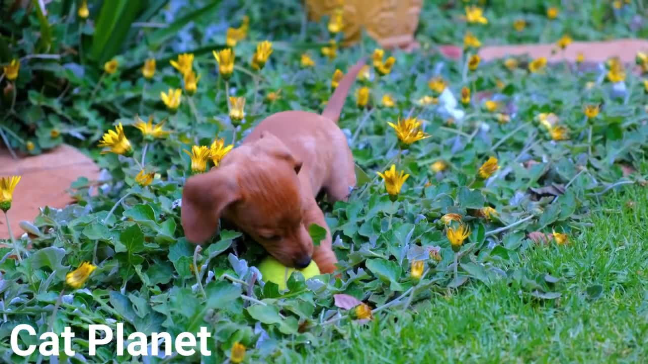 Cute Dogs New Video