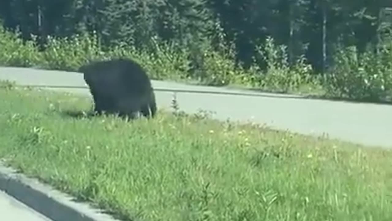 Momma bear getting impatient with her cub while crossing the road