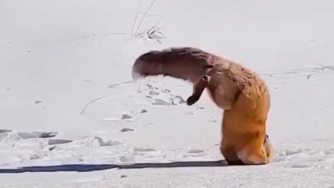 Diving for the meal in the snow 🙌 Tag someone who haven’t seen it before! ❄️ Beckenridge, Colorado.