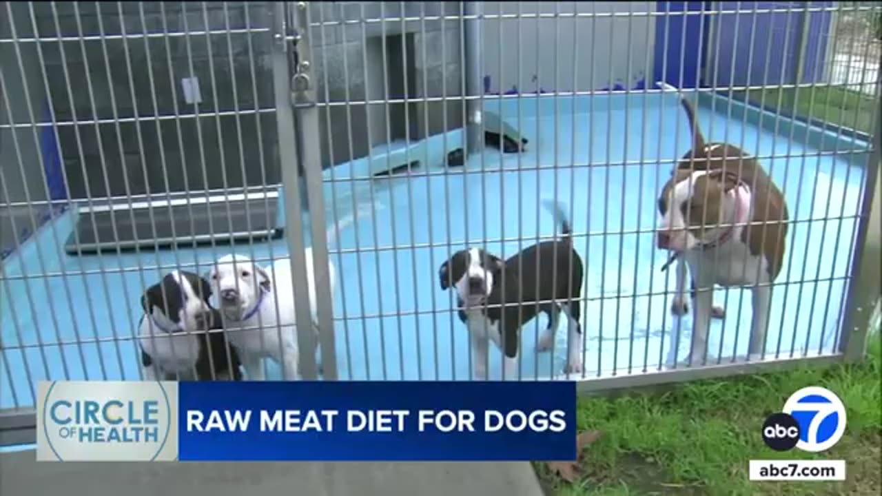 Are raw food dog diets actually good for them?