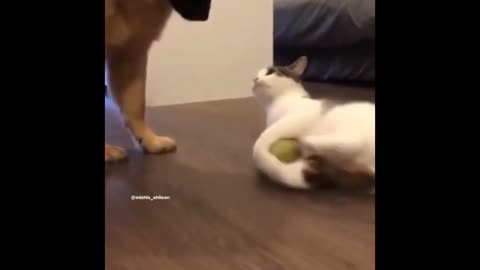 1 Minute of Funny Animal Videos