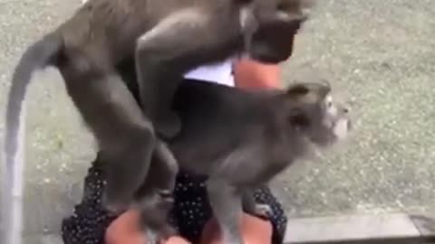 Monkey🐒🐵🙈 animals is very funny romance video
