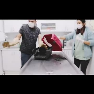 "A cat frightened to the extreme"_Hilarious Cat Memes-62 -😹