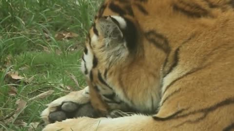 The tiger is dressing up