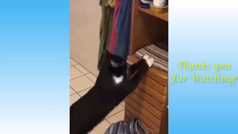 Funny Cat Videos of The Weekly - TRY NOT TO LAUGH #17 | Pets Garden