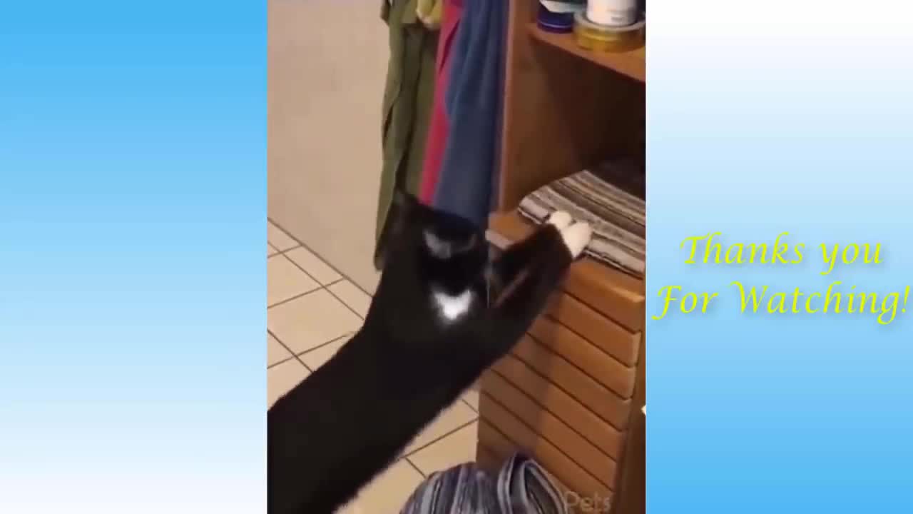 Funny Cat Videos of The Weekly - TRY NOT TO LAUGH #17 | Pets Garden