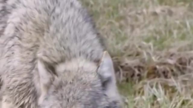 A Wolf is drinking water