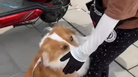 Dog with balloon, happiness is endless