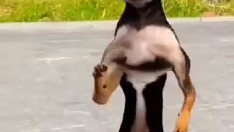 Animal funny video dance on patli kamariya
