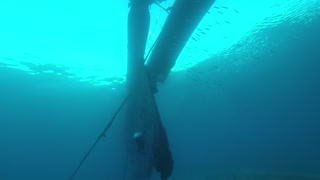 Dolphin swimming with divers in the Red Sea, Eilat Israel 2