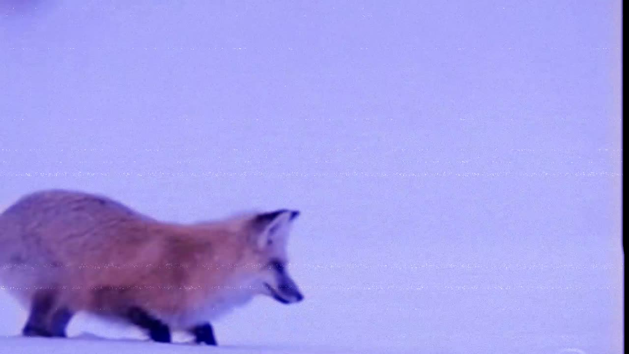 Who's Excited For Tomorrow