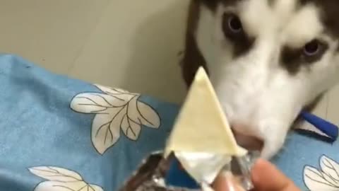 Husky dog ​​threatened to beat after eating with cat