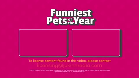 The FUNNIEST Pet Videos of the year!