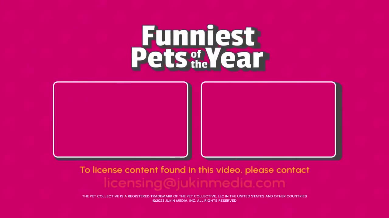 The FUNNIEST Pet Videos of the year!