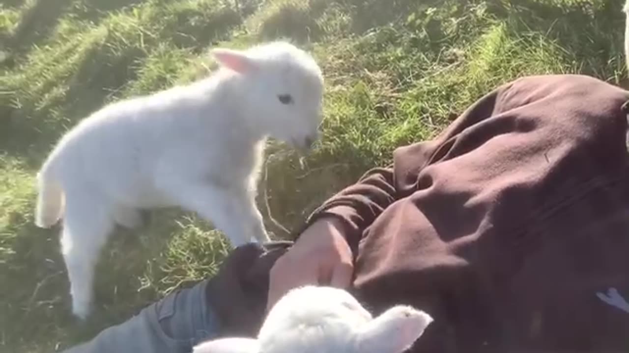 Cut lamb need