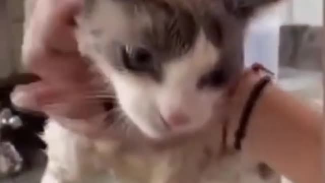 Cat Taking A bath In The sink