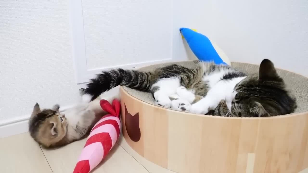 It's lovely to see kitten playing with each other