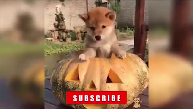 Cute Pets And Funny Animals Compilation #Shorts 1-Minute #Pets Cute Vídeos