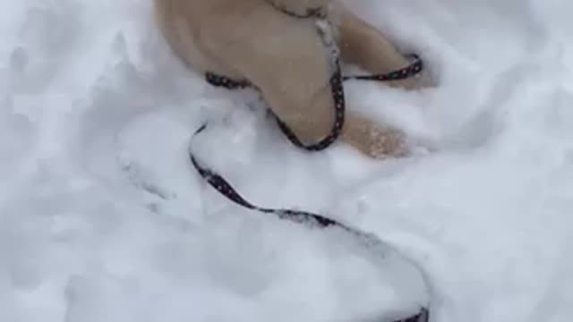 Golden Snow Dog