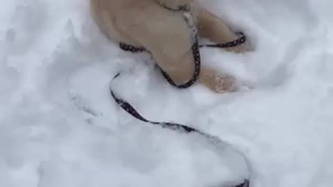 Golden Snow Dog