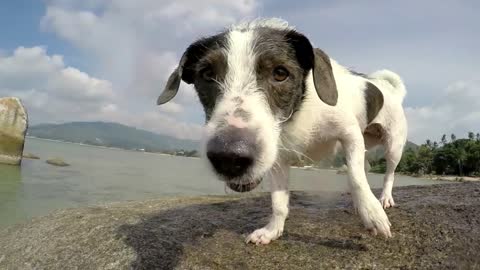 Cute Dog Shaking Off Water at Beach After Sea