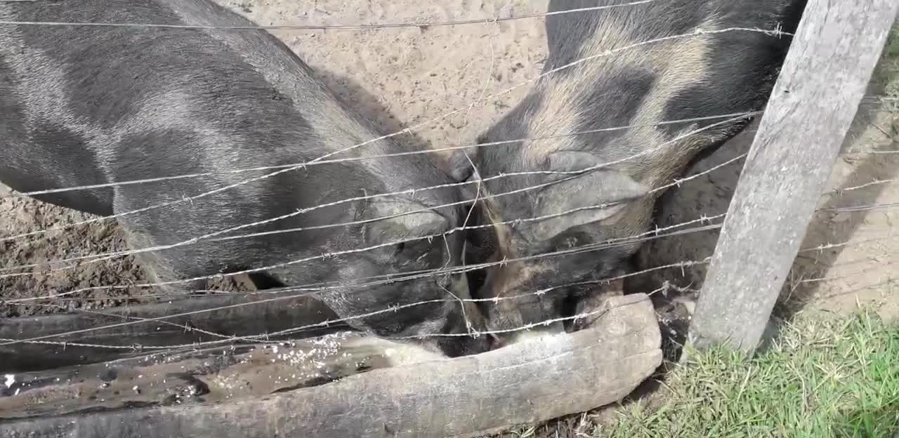 The pigs on the farm