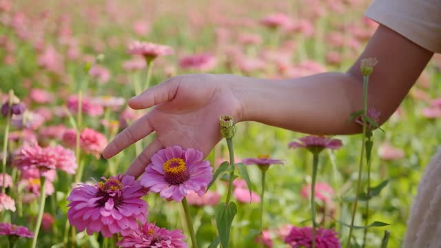 Beautiful Flower Garden