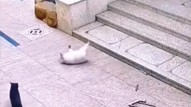 Epic battle_ cat vs dog