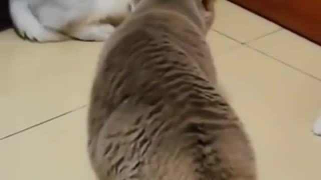 Cat's funny Fight