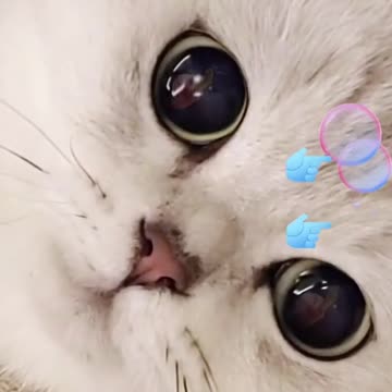 So Cute Cat 💚💙💜