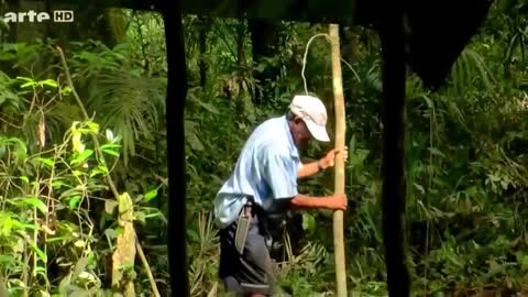 National Geographic Wild Anaconda Nat Geo animals Documentary 2021