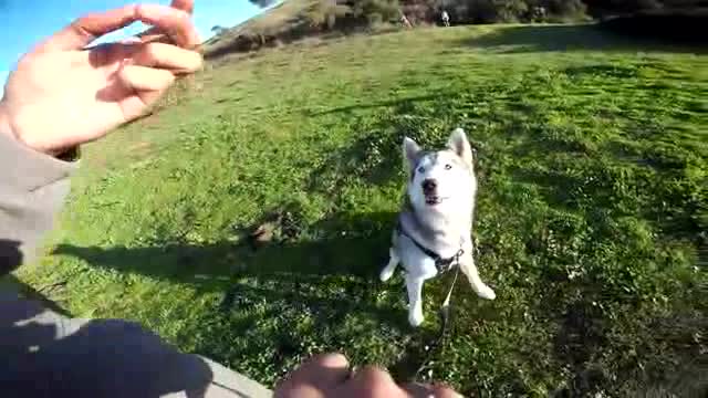 How To Train An "Excited" Dog To SIT...