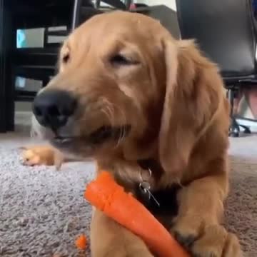 Golden Retriever puppy's favorite snack is a carrot stick