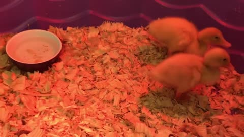 Meet The Duckers. Our new family members :)