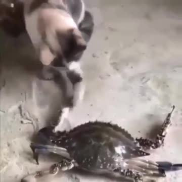 the cat sees a crab for the first time..look at the consequences