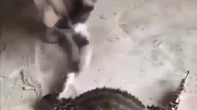 the cat sees a crab for the first time..look at the consequences